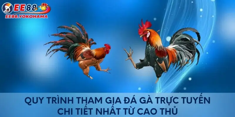 Quy trình tham gia đá gà chi tiết nhất từ các cao thủ